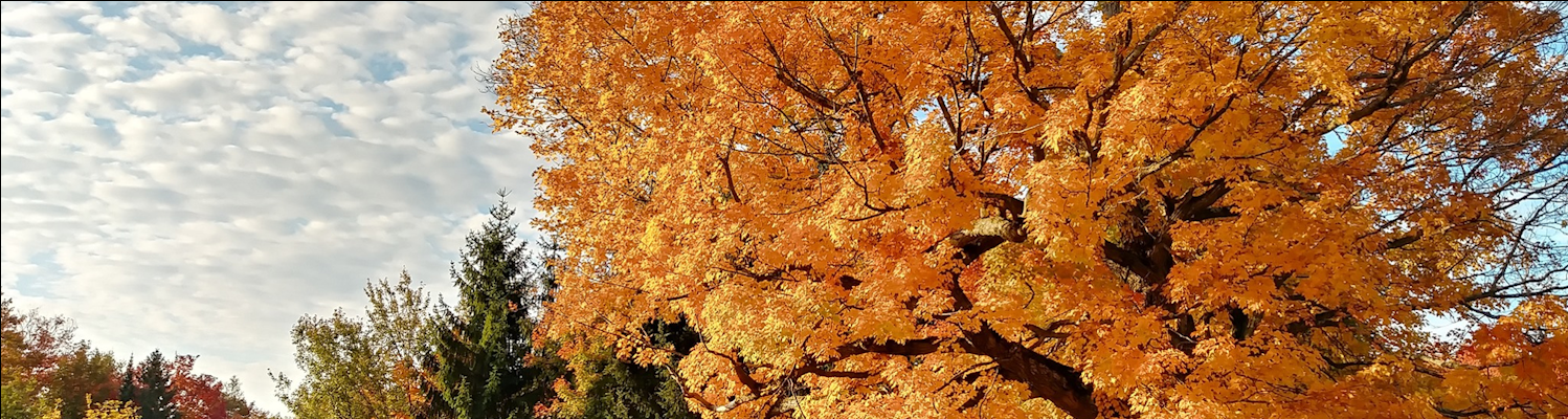 Main image of Client